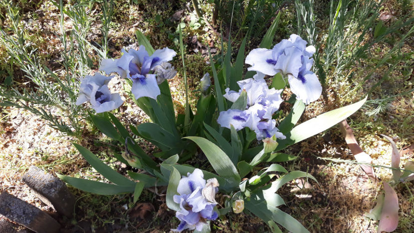 Forever Blue - Gradina primavara 2020