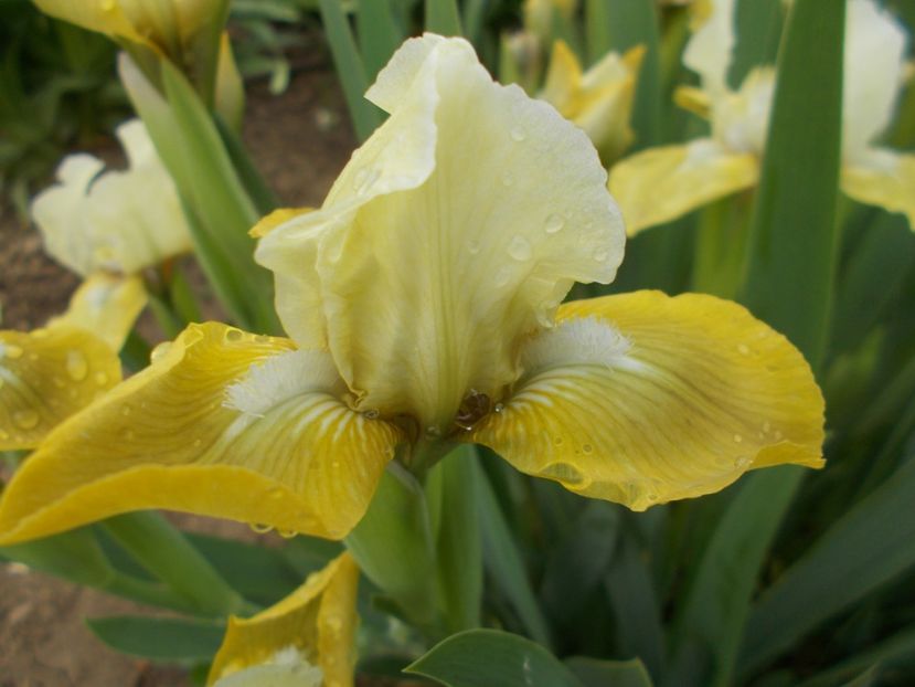 LILLI BRIGHT - IRISI PITICI DISPONIBILI 2022