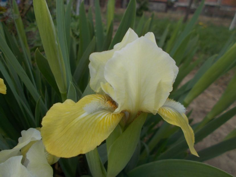 REZERVAT - IRISI PITICI DISPONIBILI 2022