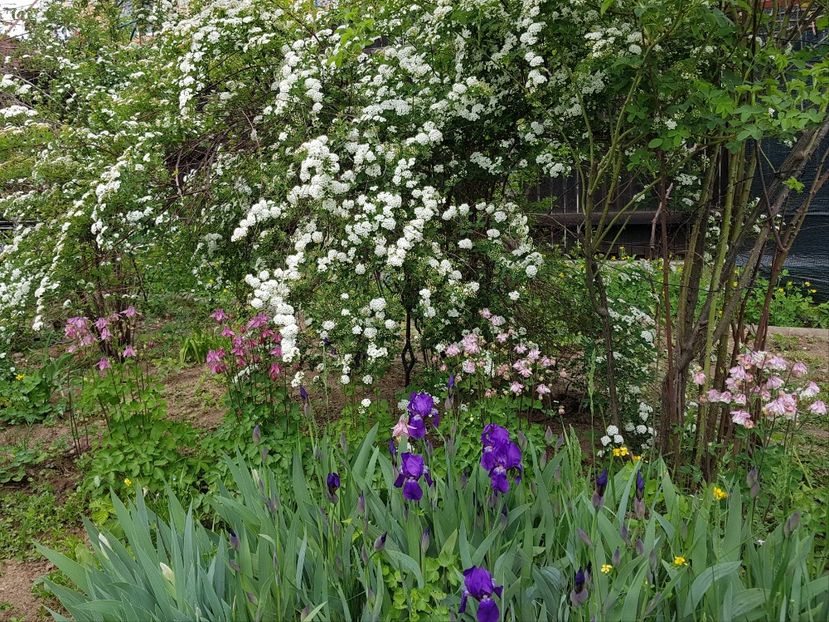  - 2020 Mart-Apr_Idilic garden