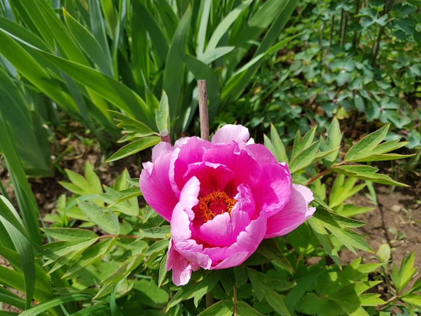  - 2020 Mart-Apr_Idilic garden