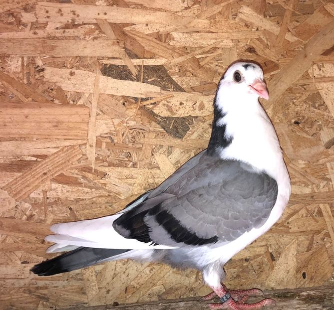 8497  femelă  2020_1 - tineret 2020