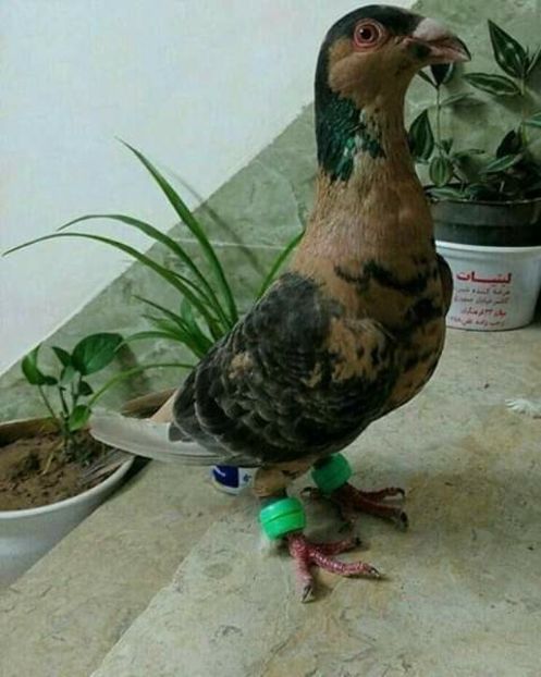  - NU AMI APARTIN 2020