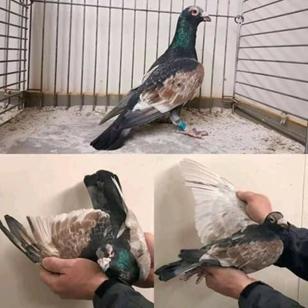  - NU AMI APARTIN 2020