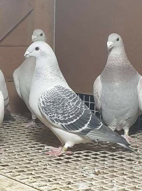  - NU AMI APARTIN 2020