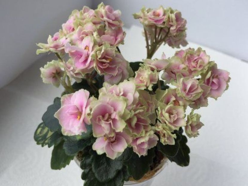 Petite Blarney - A MT