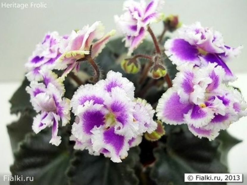 Heritage Frolic - A MT