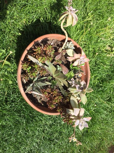 9CCFD0A2-C8C7-476B-9813-550D2AAC8114 - Suculente 2020