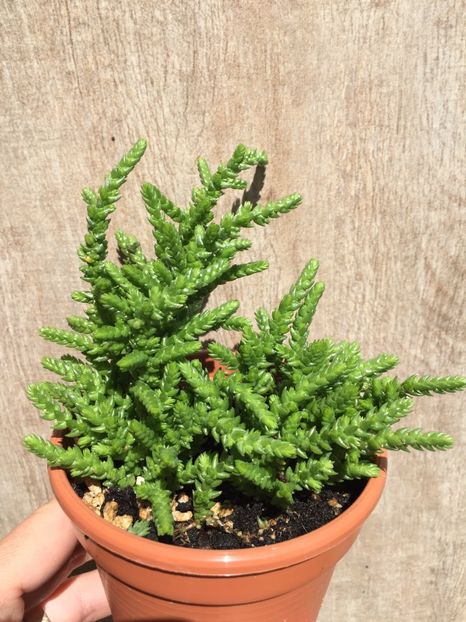 FADCB618-171F-4AB8-914B-BDE0896DE6B3 - Suculente 2020