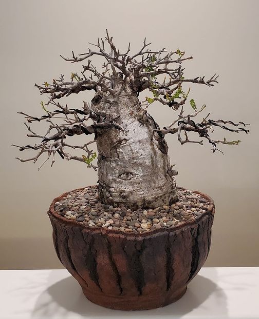 Kitoi: Operculicaria pachypus - Vase - aranjamente - accesorii