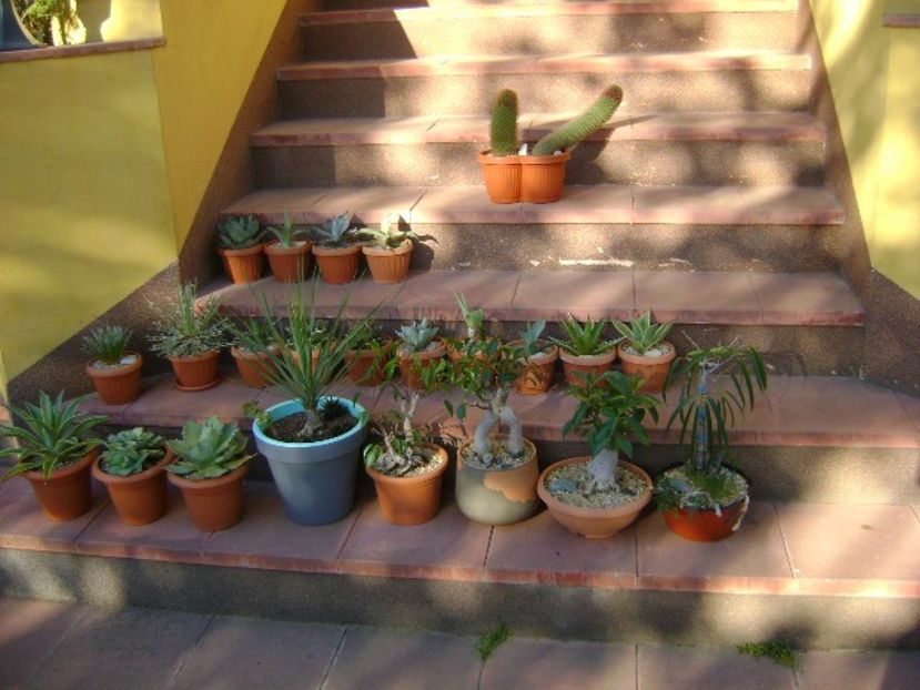 24 apr. - Primele plante afara la aer - Agave - Yucca si Dracaena 2020