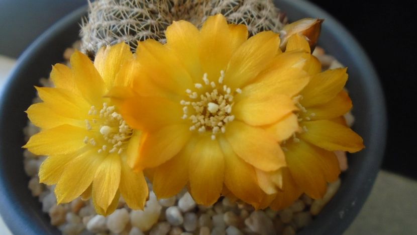 Rebutia arenacea - Cactusi 2020 evolutie