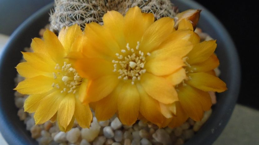 Rebutia arenacea - Cactusi 2020 evolutie