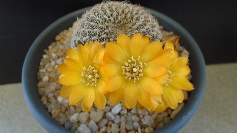 Rebutia arenacea - Cactusi 2020 evolutie