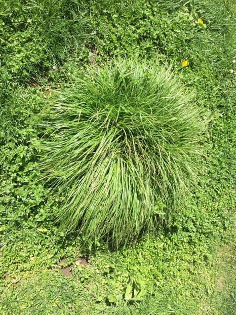 1B7C5306-951F-4EFC-B909-465A2A034390 - Florii 2020