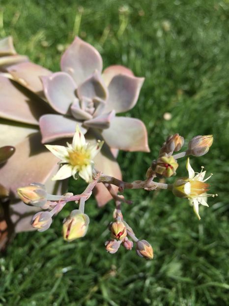 0BD0B77E-5997-43CB-B203-2C76EF9D289F - Florii 2020