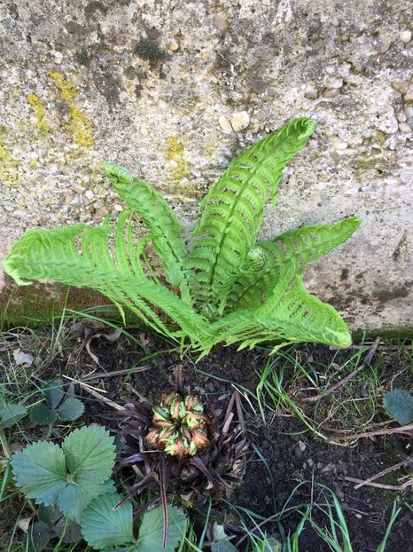 00A346A6-7B92-4709-9BEA-0E5392A75FB0 - Florii 2020