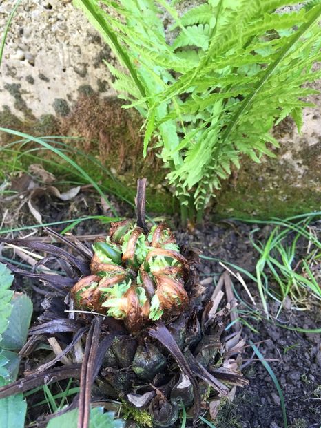 96306507-3625-48DB-BA00-90DF85AFDE78 - Florii 2020