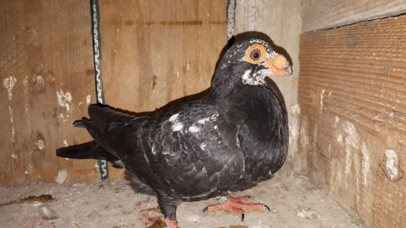 F - J2 _ tineret 2020