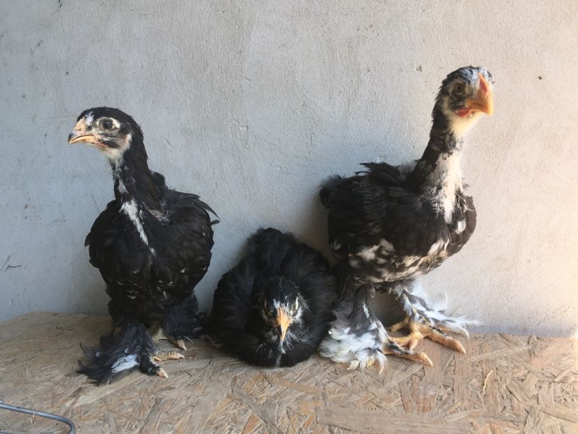 6F37D86B-7FB7-497F-8EF4-E6BA4F34330E - Pui 2015