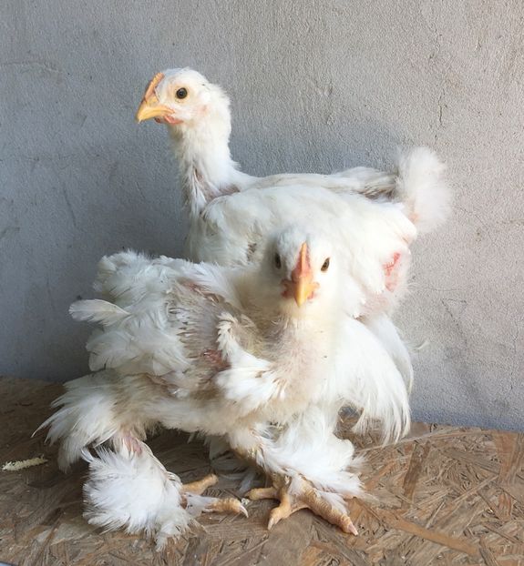 25F73E08-1C5E-48A7-8BB4-C1EEDEBB7E49 - Pui 2015