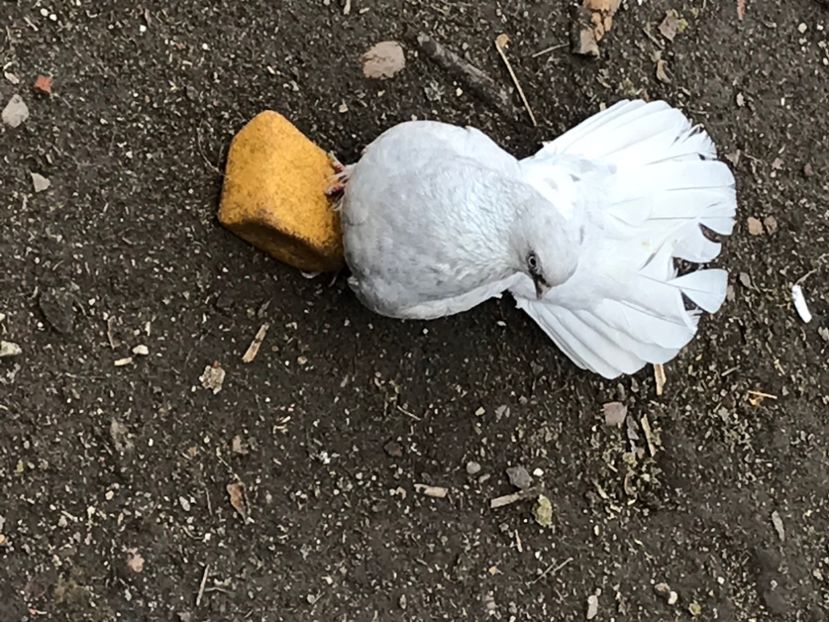 ECE658D3-130F-451A-8908-C87AE85A0548 - Zburători Argintii