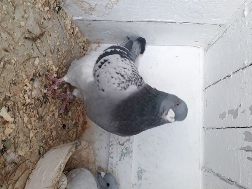  - Porumbei Standard Buzau 2018