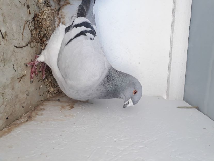  - Porumbei Standard Buzau 2018