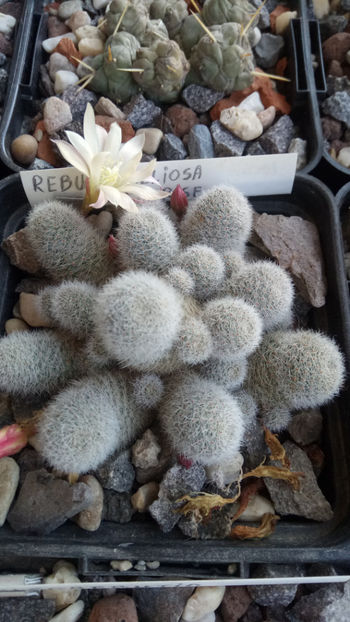 27.04.2020 - Rebutia heliosa cv sunrise