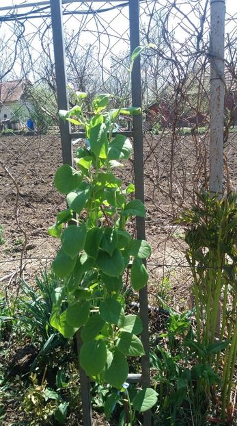 kiwi - primavara 2020