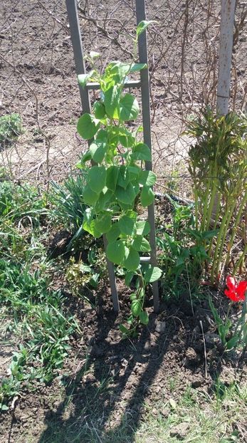 mini kiwi actinidia arguta vitikiwi - primavara 2020
