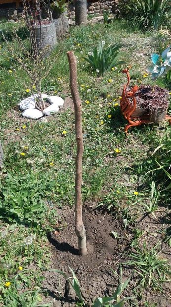 kaki jiro - primavara 2020