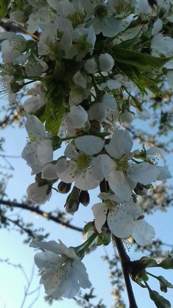  - - O - Fotografii x