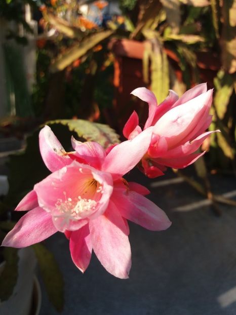  - Florile mele