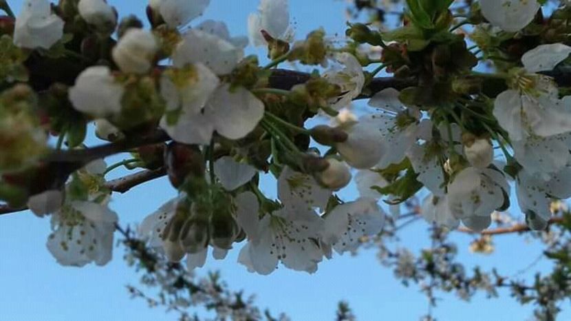  - - O - Fotografii x