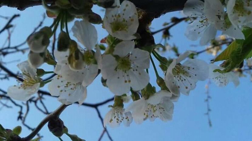  - - O - Fotografii x