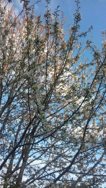  - - O - Fotografii x