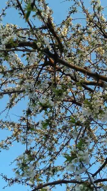  - - O - Fotografii x