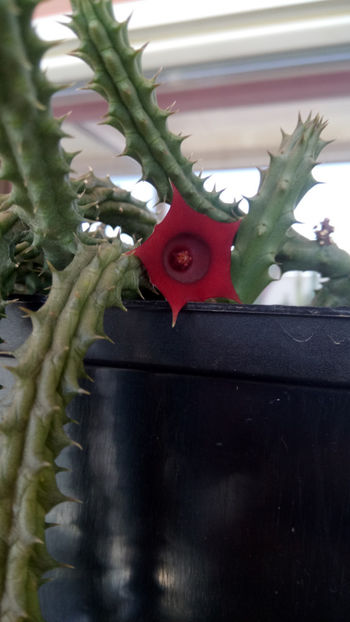 27.04.2020 - Huernia schneideriana