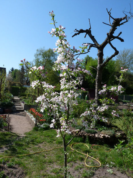  - 2020 - 01 - Primavara