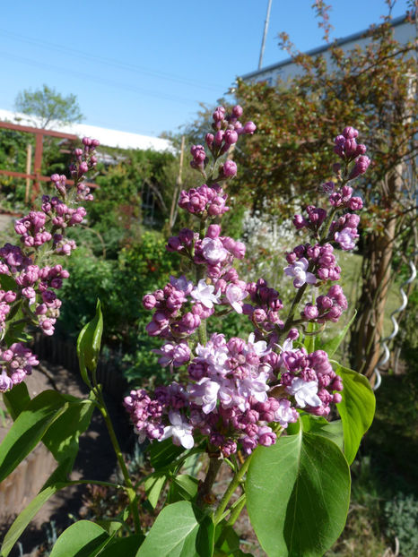  - 2020 - 01 - Primavara