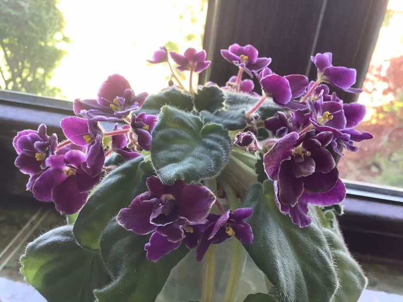 C3C1CB7D-70B5-431A-87E9-84FE073E140A - Mac s Glacial Grape