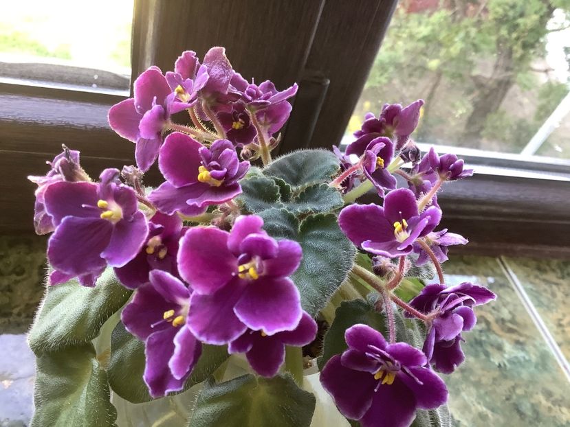 D85C5826-642D-4222-91B4-1B4D545B0C40 - Mac s Glacial Grape