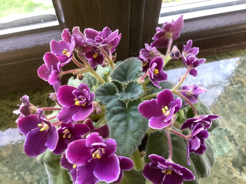 3D4D496D-0C7F-4FED-96B9-ECDE8CCE1D54 - Mac s Glacial Grape