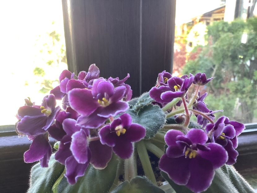 E1C81E2D-556D-44A8-A4F9-16590749E168 - Mac s Glacial Grape