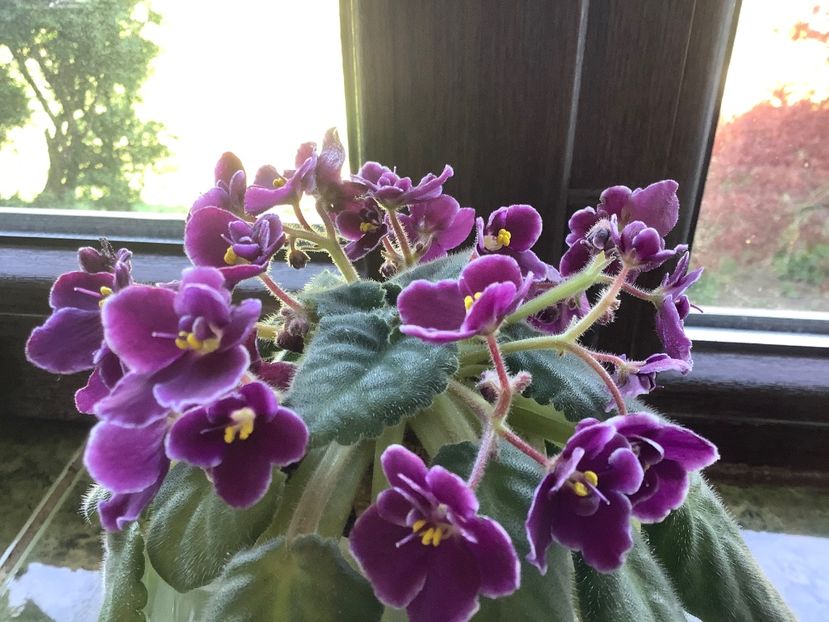 BA7D2AB1-C1A1-4512-AE21-18D5C7196498 - Mac s Glacial Grape