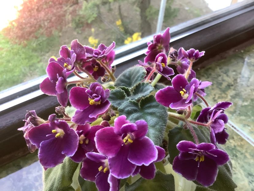 BB1E72A4-8798-4700-9EB8-B003C3D7F91D - Mac s Glacial Grape