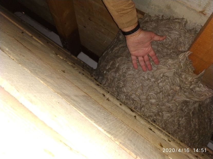  - Dezinsectie Viespi - WASPS 2020