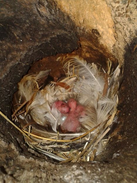  - AAAAAA_CUIB GRAURI 2018_2019_2020_2022_2023