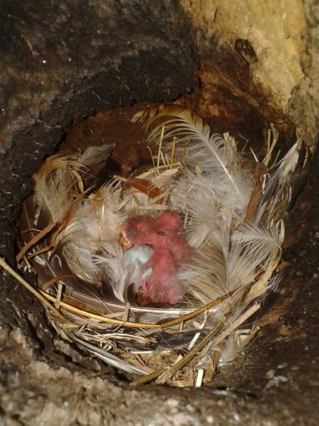  - AAAAAA_CUIB GRAURI 2018_2019_2020_2022_2023